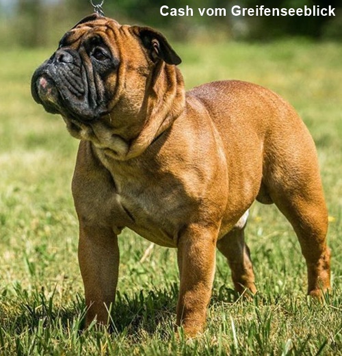 Continental Bulldog Cash Continental_Bulldog _Cash