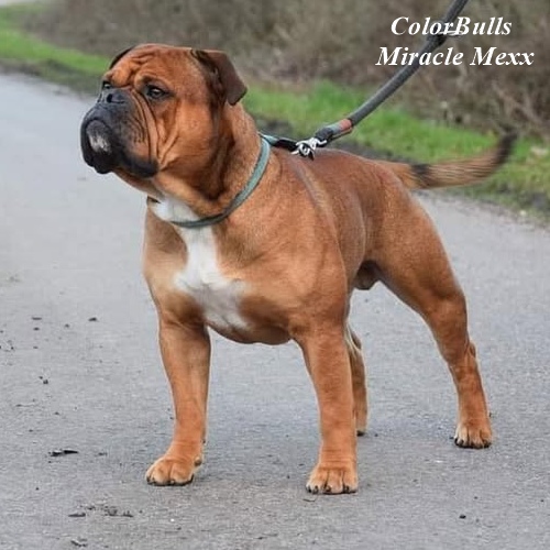 Hank Bulls z Orvetu