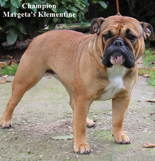 Continental Bulldog Margetas Klementine