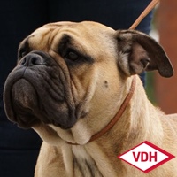 Champion Margeta's Emily Continental Bulldog