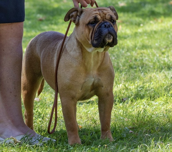 Continental Bulldog Margetas Greta