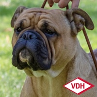 Champion Margeta's Greta Continental Bulldog