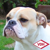 Jugend-Champion Margeta's Oriella Continental Bulldog