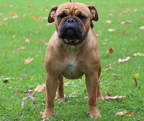 Continental Bulldog Margeta's Vicky Margeta's Vicky Continental Bulldog