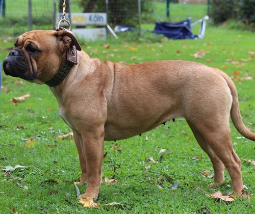 Continental_Bulldog_Margeta's_Vicky Margeta's_Vicky_Continental_Bulldog