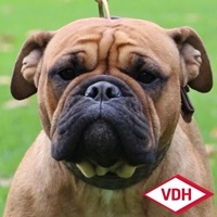 Margeta's Vicky Continental Bulldog
