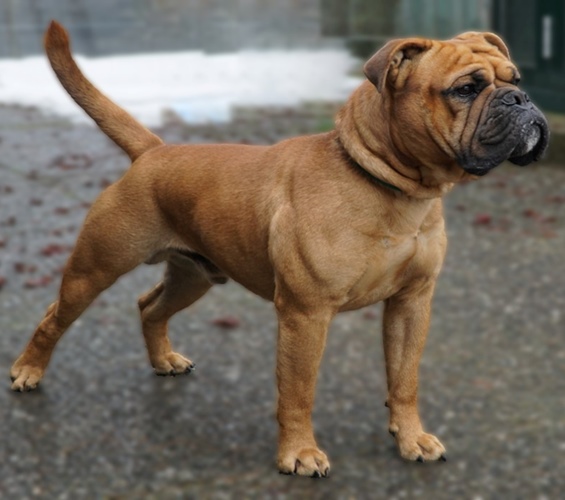Deckrüde Continental Bulldog