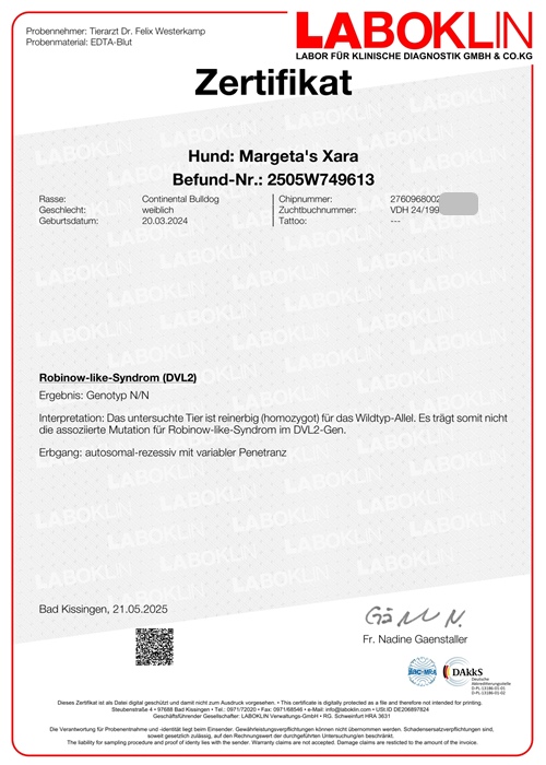 Zertifikat DLV2 - Margeta's Xara Zertifikat DLV2 Continental Bulldog