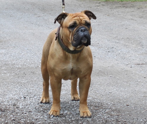 Champion_Margeta's_Greta_Continental_Bulldog