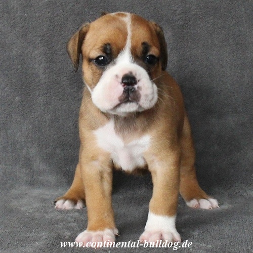 Continental Bulldog