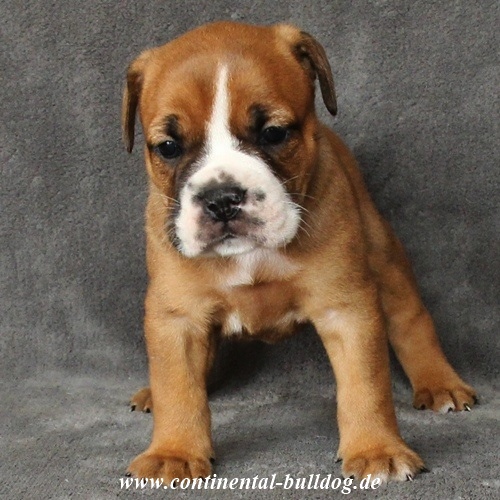 Continental Bulldog