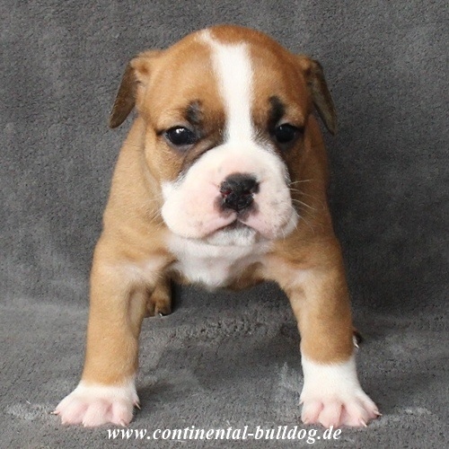 Continental Bulldog