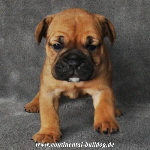 Continental Bulldog