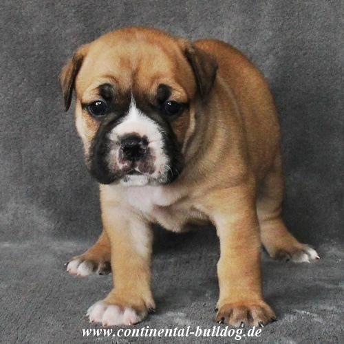 Continental Bulldog