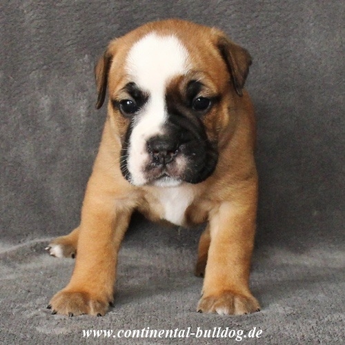 Continental Bulldog