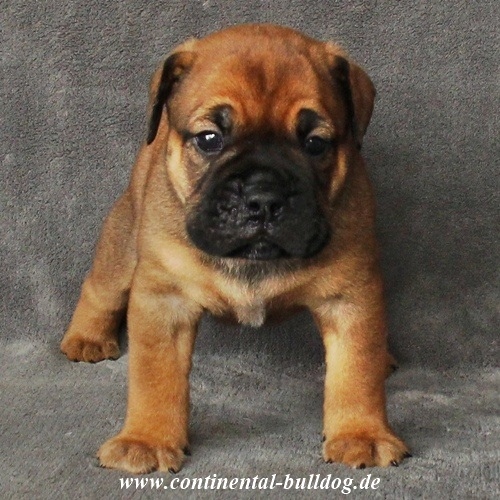 Continental Bulldog