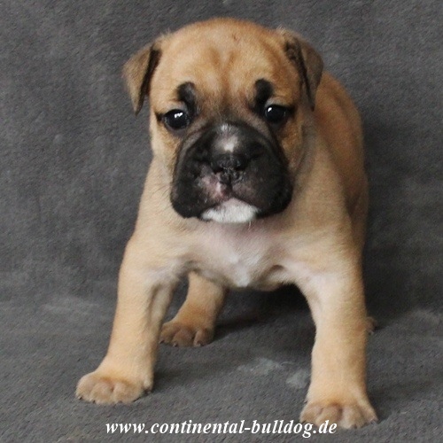 Continental Bulldog