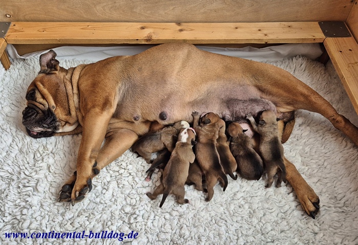 Continental Bulldog