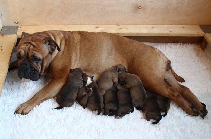 Continental Bulldog Margeta's Greta mit ihren Welpen Continental Bulldog