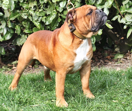 Hank Bulls z Orvetu Continental Bulldog