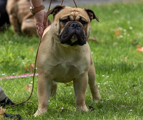 Continental_Bulldog Margeta's Henson Margeta's Henson