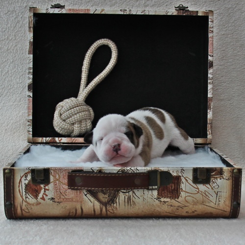 Continental Bulldog Hündin / Female Continental Bulldog