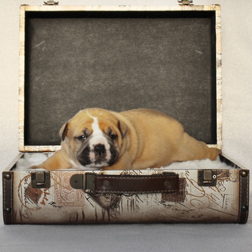 Continental Bulldog - Hündin 1 Continental Bulldog
