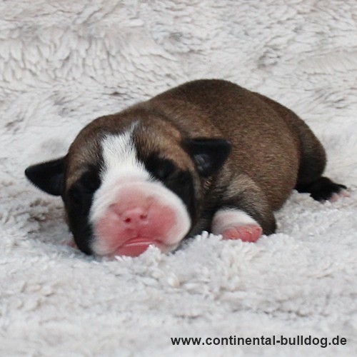 Hündin Nr.1 / Female no.1 Continental Bulldog Welpe