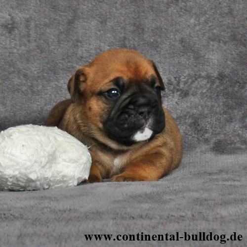 Hündin Nr.1 / Female no.1 - Continental Bulldog Continental Bulldog