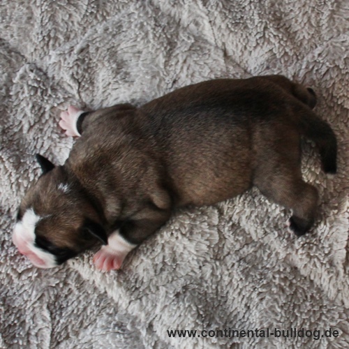 Hündin Nr.1 / Female no.1 Continental Bulldog