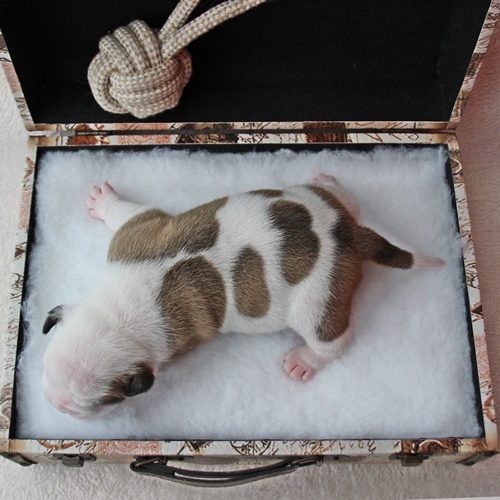 Continental Bulldog Hündin / Female Continental Bulldog