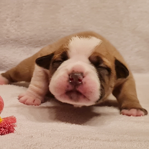 Continental Bulldog - Hündin 2 Continental Bulldog
