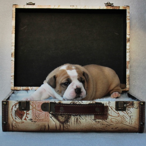 Continental Bulldog - Hündin 2 Continental Bulldog
