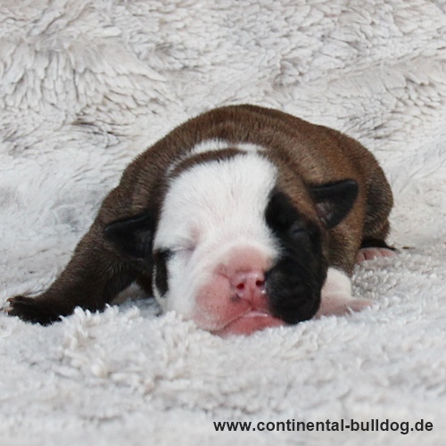 Hündin Nr.2 / Female no.2 Continental Bulldog Welpe
