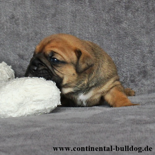 Hündin Nr.2 / Female no.2 - Continental Bulldog Continental Bulldog