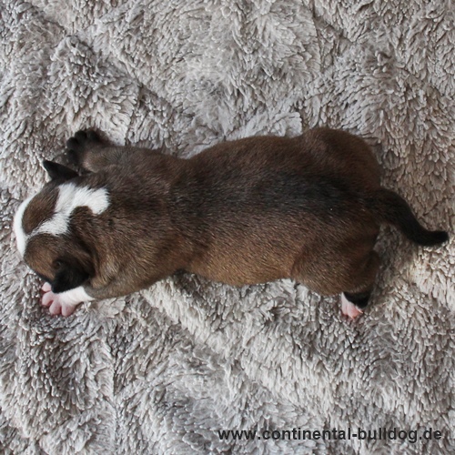 Hündin Nr.2 / Female no.2 Continental Bulldog