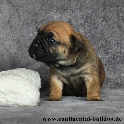 Hündin Nr.3 / Female no.3 - Continental Bulldog Continental Bulldog