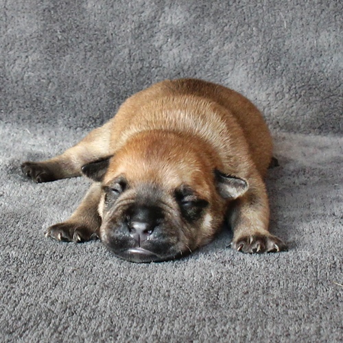 Continental Bulldog Hündin Nr.3 Continental Bulldog