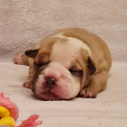 Continental Bulldog - Hündin 3 Continental Bulldog