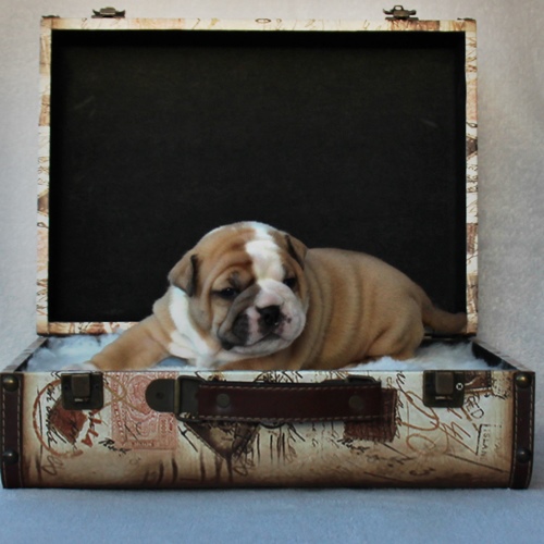 Continental Bulldog - Hündin 3 Continental Bulldog