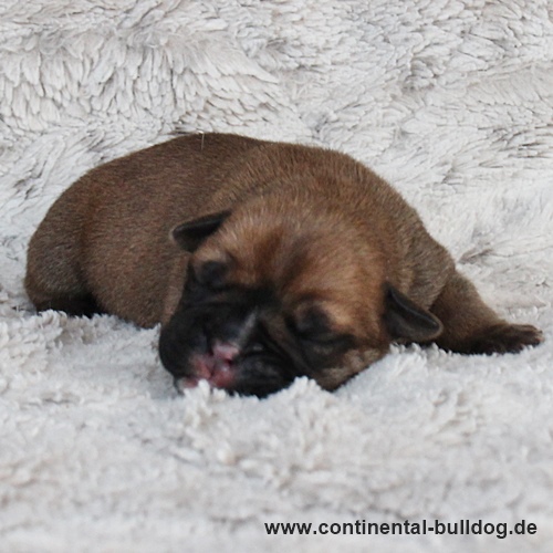 Hündin Nr.3 / Female no.3 Continental Bulldog Welpe