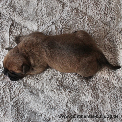 Hündin Nr.3 / Female no.3 Continental Bulldog