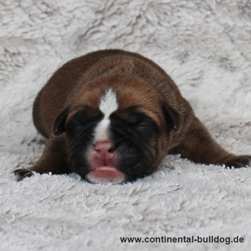 Hündin Nr.4 / Female no.4 Continental Bulldog Welpe