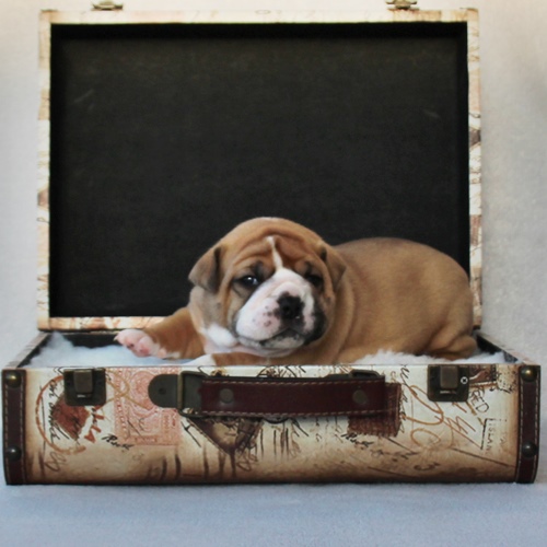 Continental Bulldog - Hündin 4 Continental Bulldog