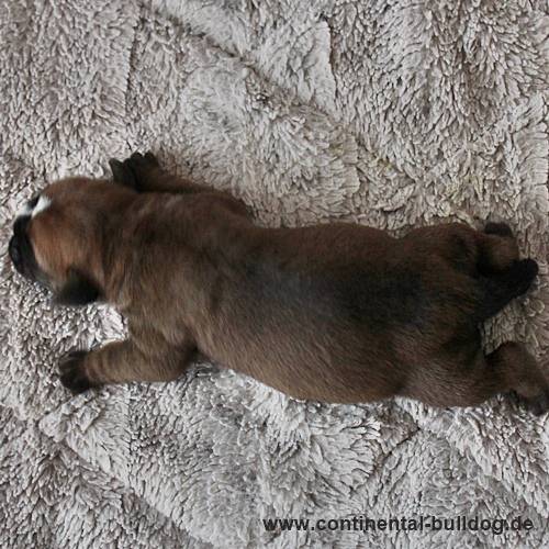 Hündin Nr.4 / Female no.4 Continental Bulldog