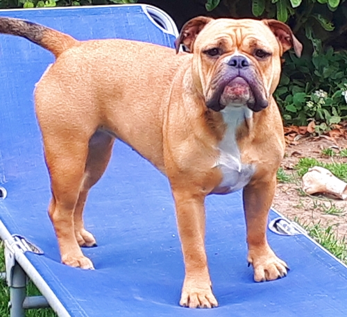 Continental Bulldog Margeta's Iva Continental_Bulldog_Margeta's_Iva