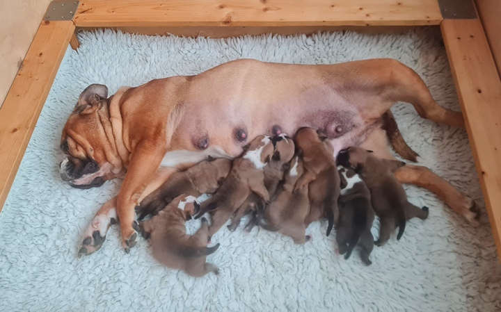 Continental Bulldog Welpen Continental Bulldog