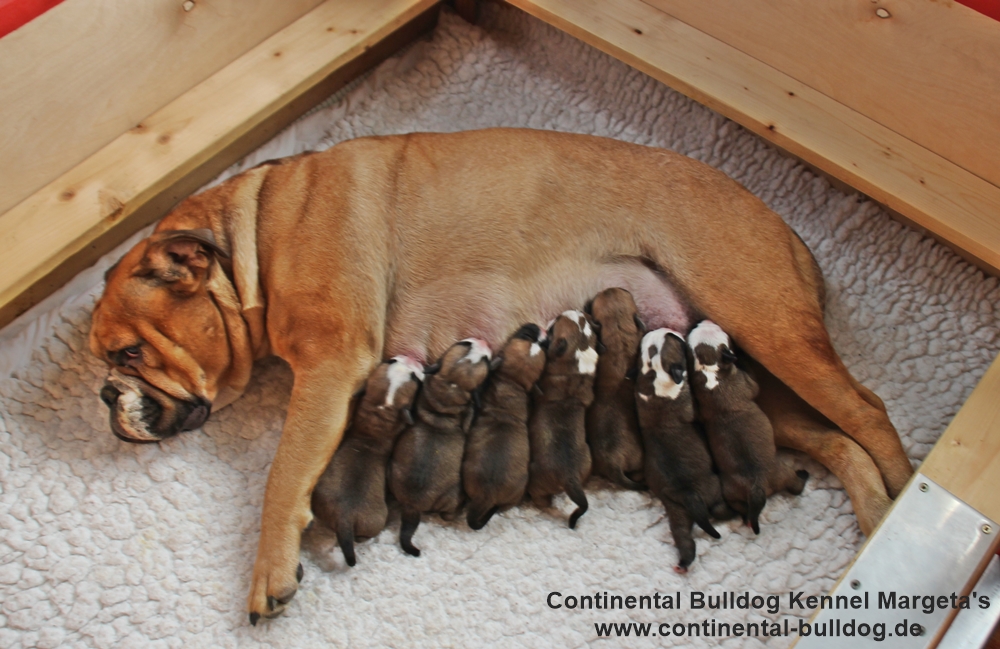 Continental Bulldog