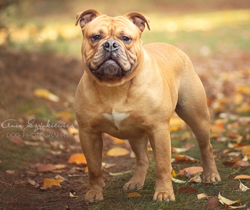 Continental Bulldog Margeta's Konson