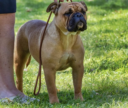 Continental Bulldog Margeta's Greta Continental_Bulldog_Margeta's_Greta